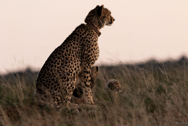 Cheetah Amakhala