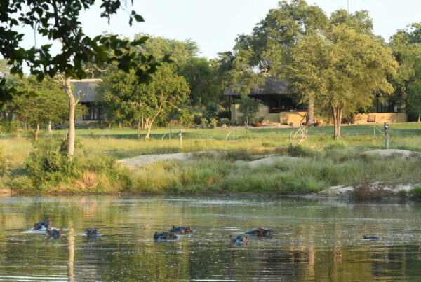 Jaci's Lodge, Sabi Sand